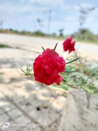Ảnh bìa của Nhật Hạ Vân Thính