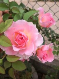 Ảnh bìa của “Thẩm Ngữ”