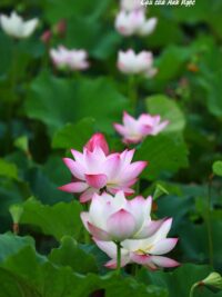 Ảnh bìa của Ra Vẻ Thanh Cao