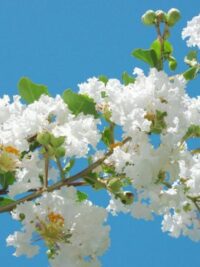 Ảnh bìa của Tường Vi Trắng