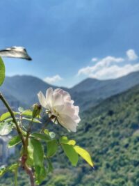 Ảnh bìa của Tan Nát Con Tim Full