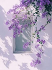Ảnh bìa của Pha Lê Tím