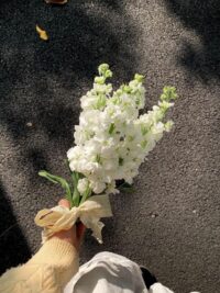 Ảnh bìa của Nhân Quả Luôn Hồi