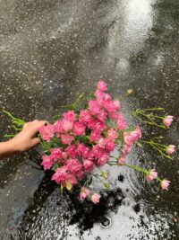 Ảnh bìa của Tô Thanh Diêu