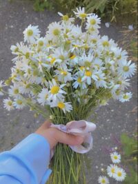 Ảnh bìa của Giả Vờ Buông Bỏ Để Dẫn Dụ