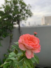 Ảnh bìa của Anh Chỉ Là Người Thay Thế