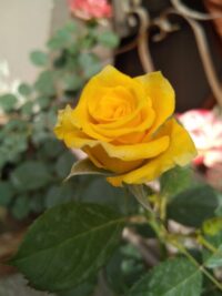 Ảnh bìa của Trọng Sinh Trở Lại Tôi Chọn Lấy Người Khác