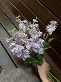 Ảnh bìa của Tiểu Tam Khiêu Khích Chính Thất